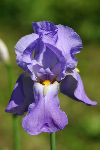 Vue Panoramique Belle Fleur Iris — Photo