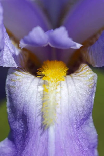 Malowniczy Widok Piękny Kwiat Tęczówki — Zdjęcie stockowe