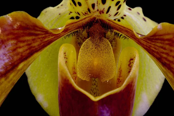 Vackra Orkidéer Blommor Blommar — Stockfoto