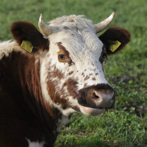 Ganado Doméstico Vacas Granja —  Fotos de Stock