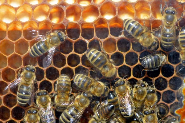 Närbild Insekter Naturen Stockbild