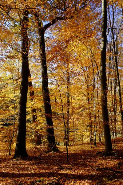 Automne Dans Nord Steigerwald Basse Franconie Bavière Allemagne Photos De Stock Libres De Droits