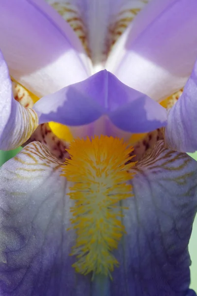 Мальовничий Вид Красиву Квітку Ірису — стокове фото