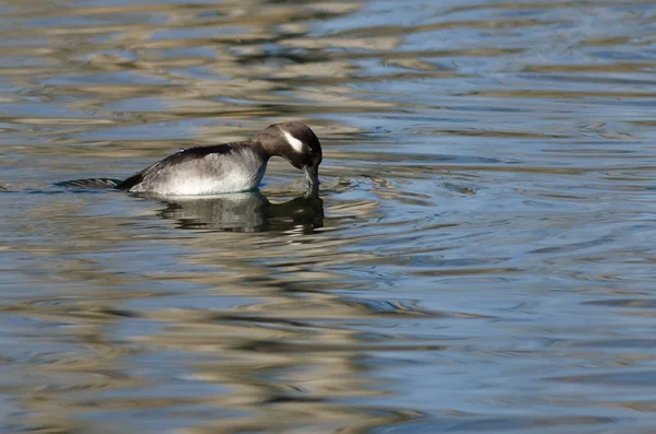 Weibliche Büffelente Steht Vor Dem Sprung Ins Stille Teichwasser — Stockfoto