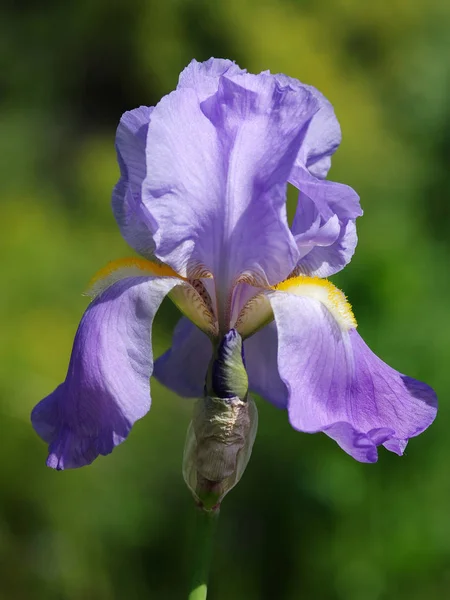 Vue Panoramique Belle Fleur Iris — Photo