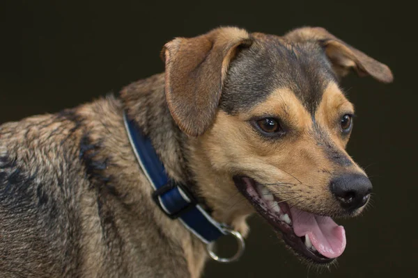 Uma Foto Passaporte Para Cão Mongrel — Fotografia de Stock