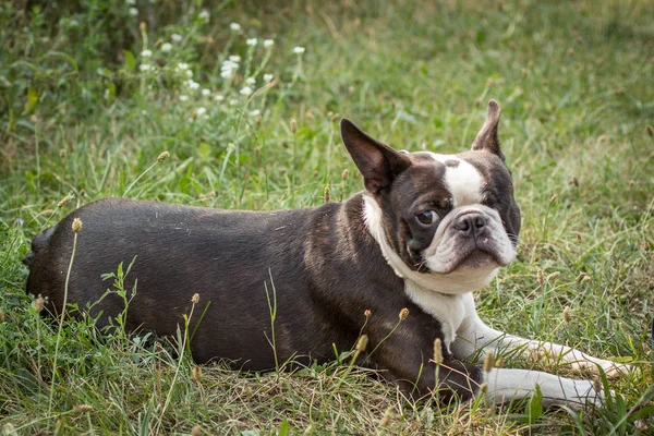 Francia Bulldog Származású Kutya Háziállat — Stock Fotó