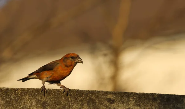 Crossbill Σχήμα Loxia Curiostra — Φωτογραφία Αρχείου