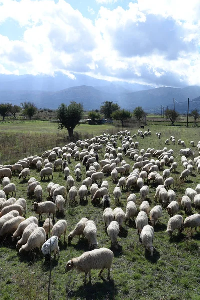 Πρόβατα Σκυρόδεμα Λάσο Λάσο Οροπέδιο Πρόβατα Ζώα Ζώα Ζώα Εκμετάλλευσης — Φωτογραφία Αρχείου