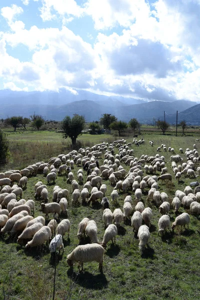 Mouton Crête Lasso Lasso Plateau Mouton Animal Animal Animal Ferme — Photo