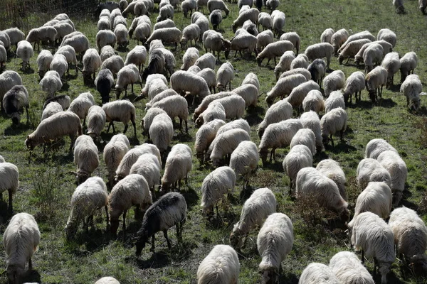 Schafe Beton Lasso Lasso Plateau Schafe Tier Tiere Nutztiere Nutztiere — Stockfoto