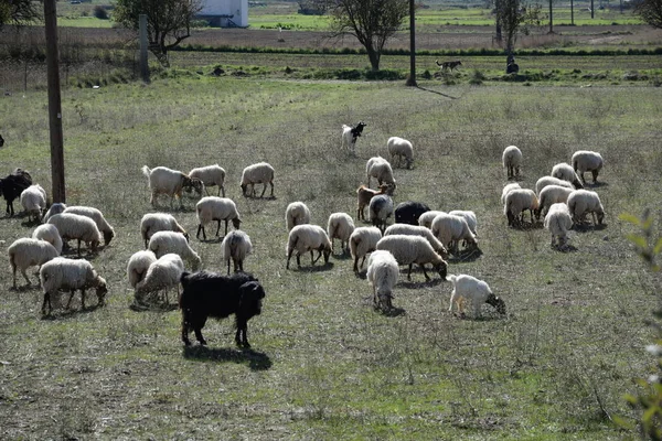 Πρόβατα Σκυρόδεμα Λάσο Λάσο Οροπέδιο Πρόβατα Ζώα Ζώα Ζώα Εκμετάλλευσης — Φωτογραφία Αρχείου