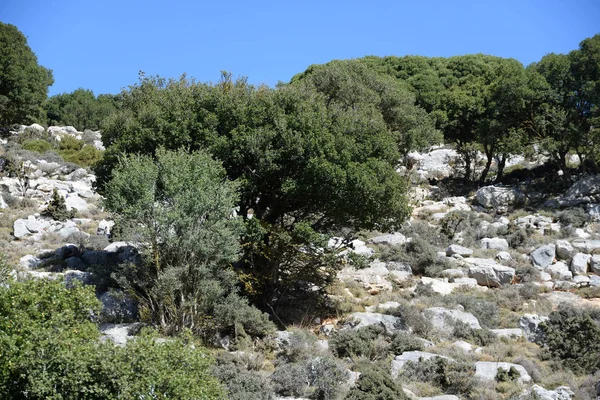 Paisaje Creta Verde Arbusto Arbustos Arbustos Arbustos Arbustos Maquis Macchie — Foto de Stock
