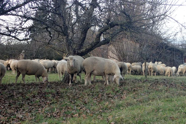 Stado Owiec Łące Sadu — Zdjęcie stockowe