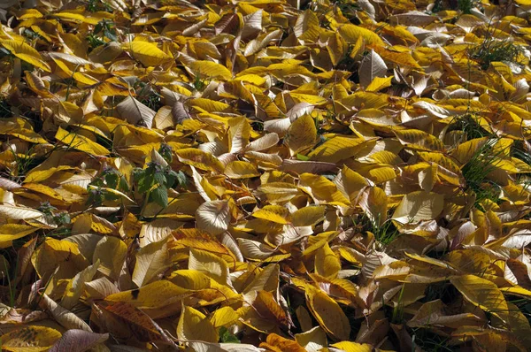 Herbestimpression Folhas Cereja Outono — Fotografia de Stock