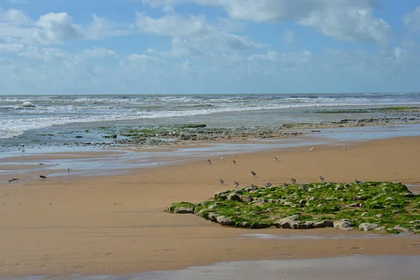 Vögel Strand — Stockfoto