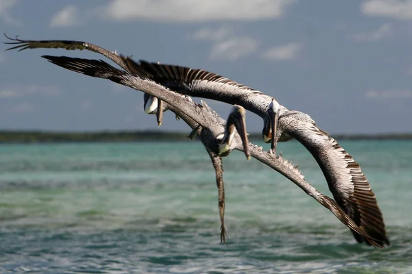 Seabirds Pelican Beach Village Gran Roque Island Los Roques Islands — Stock Photo, Image