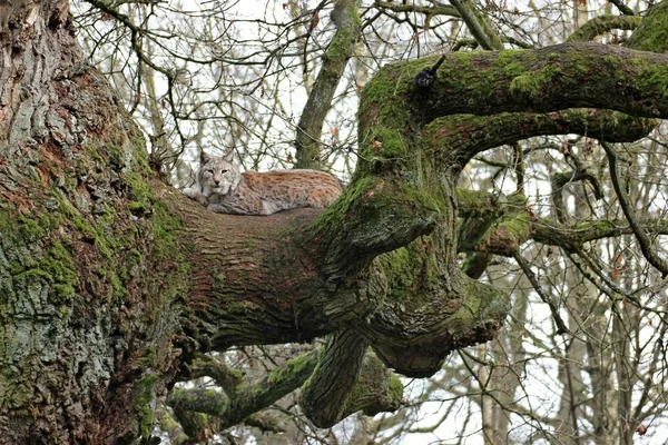 Luchs Lynx Lynx Auf Alter Eiche — Stockfoto