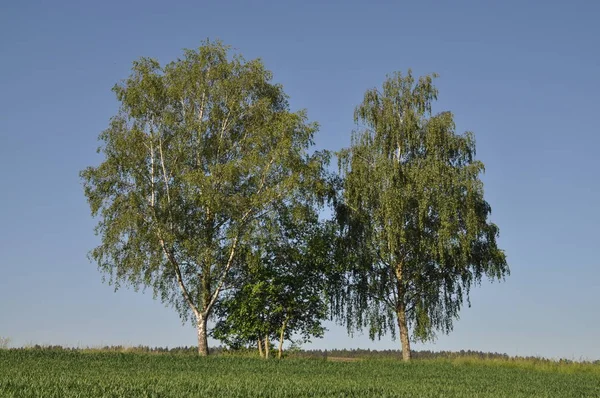 Widok Pola Kukurydzy Koncepcja Rolnictwa — Zdjęcie stockowe