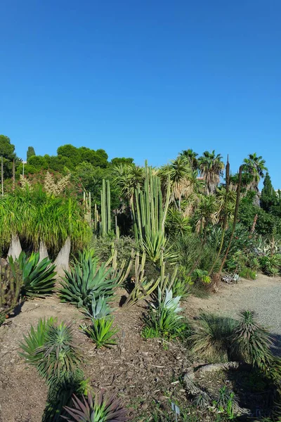 Kaktuszok Parkban Benalmadena Andalusia — Stock Fotó