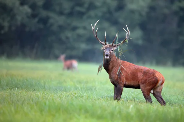 Ciervo Rojo Bosque Naturaleza —  Fotos de Stock