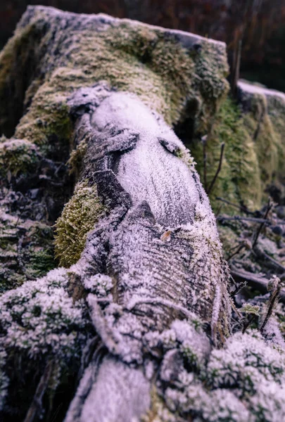Замороженном Стволе Дерева — стоковое фото