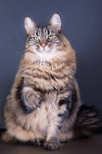 Magnífico Vertical Retrato Pura Raza Noruego Bosque Gato — Foto de Stock
