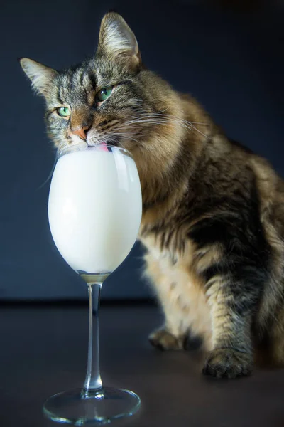 ノルウェーの森の猫がミルクグラスを飲みながら — ストック写真