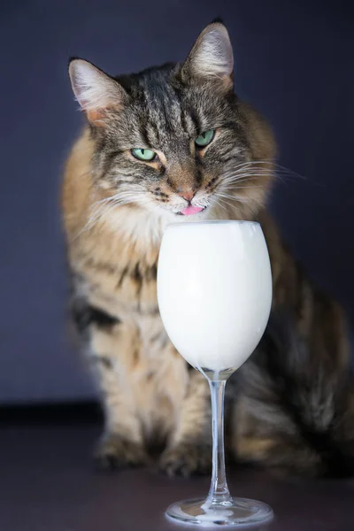 Norsk Skogkatt Dricker Mjölk Ett Högt Glas — Stockfoto