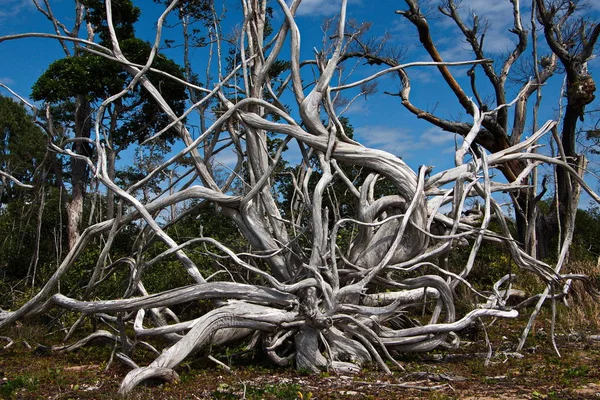 Legno Alla Deriva Sulla Spiaggia — Foto Stock