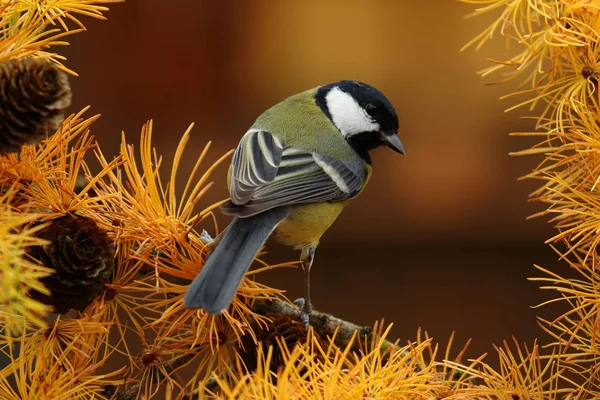 Tit Foraging Old Larch — Photo