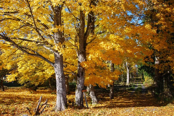 Natur Flora Träd Lövverk — Stockfoto