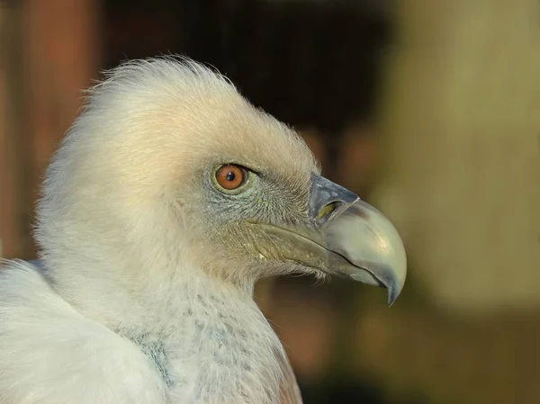 Portrait Vautour Griffon Gyps Fulvus — Photo