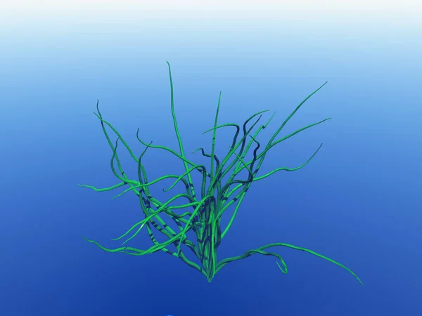 Szenischer Blick Auf Die Unterwasserwelt — Stockfoto