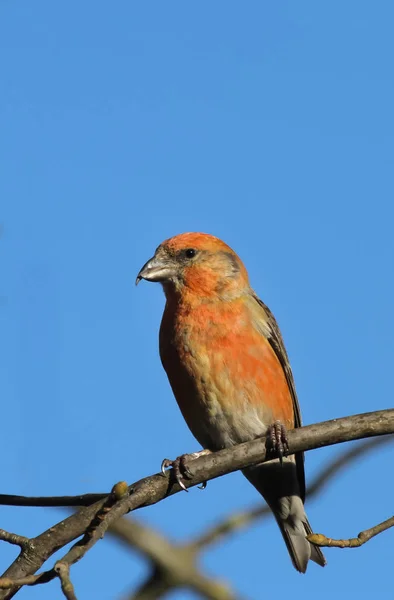 Zicht Prachtige Vogel Natuur — Stockfoto