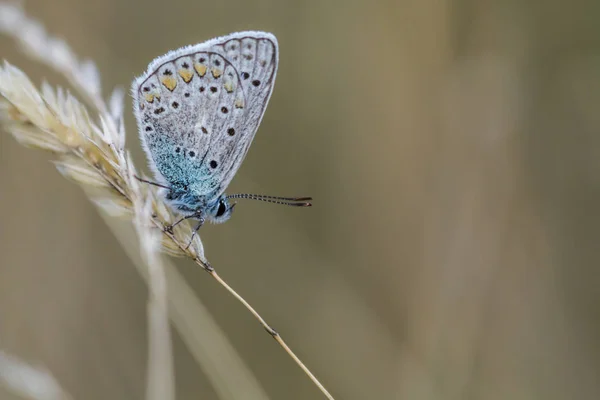 Vista Primer Plano Hermosa Mariposa Colorida — Foto de Stock