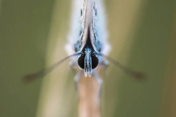 Closeup Dari Bug Alam Liar — Stok Foto