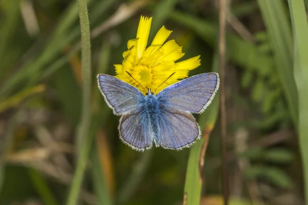 Vue Rapprochée Beau Papillon Coloré — Photo