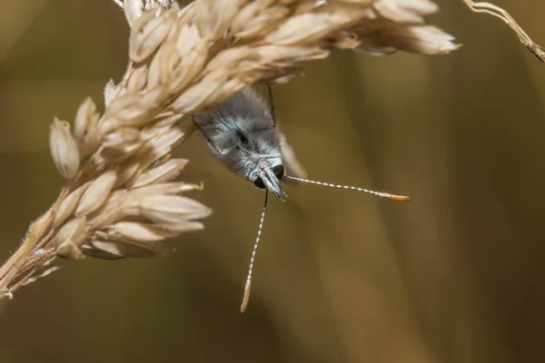 Vue Rapprochée Beau Papillon Coloré — Photo