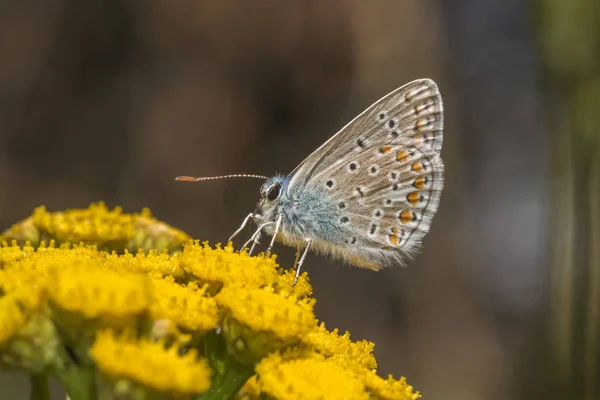 Gros Plan Papillon Dans Habitat Concept Sauvagerie — Photo