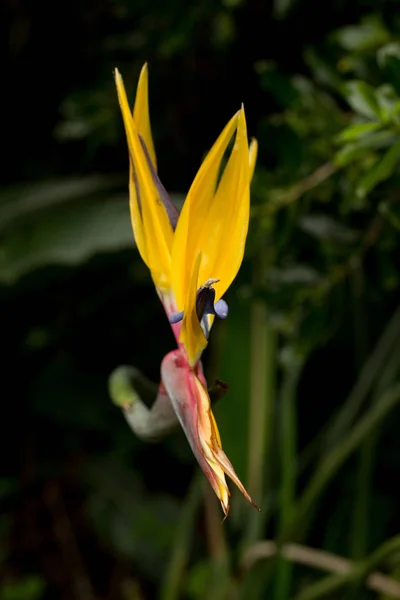 Close Exotic Yellow Strelizie Flower — Stock Photo, Image