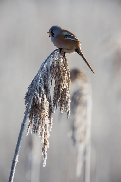 Malerische Ansicht Der Schönen Meise Vogel — Stockfoto