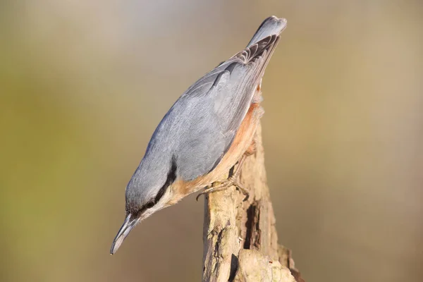 Festői Kilátás Gyönyörű Nuthatch Madár — Stock Fotó