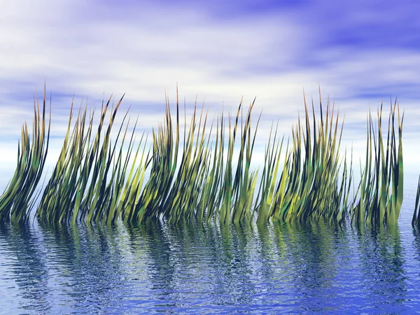 Aquatic Plants Weigh Themselves — Stock Photo, Image