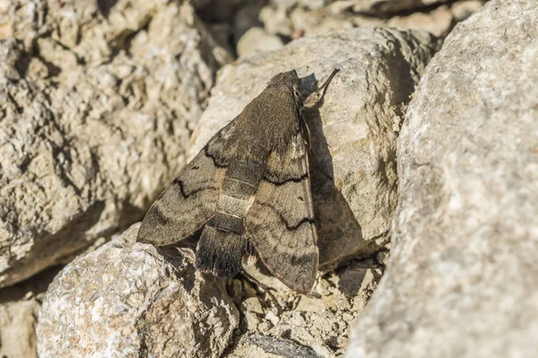 Närbild Bild Vackra Färgglada Fjäril — Stockfoto