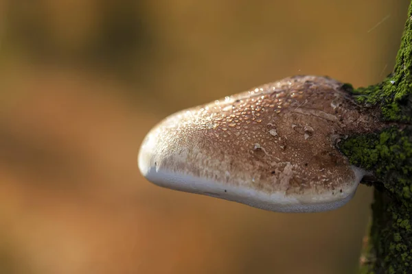 Perełka Brzozy Piptoporus Betulinus Układzie Makro — Zdjęcie stockowe