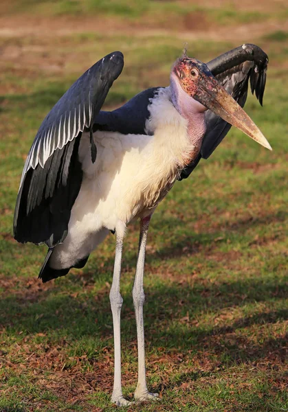 Afrikanischer Marabu Mit Ausgebreiteten Flügeln — Stockfoto