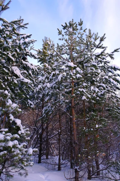 Kvälls Vinterlandskap Tallskogen — Stockfoto