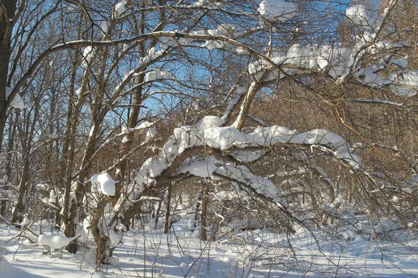 Paisagem Inverno Floresta Após Queda Neve — Fotografia de Stock