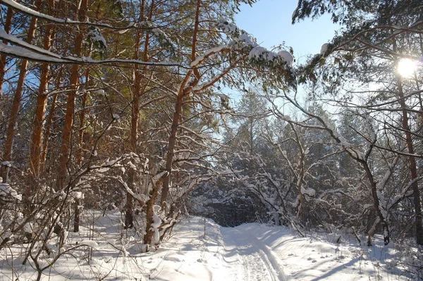 Paisagem Inverno Floresta Com Pinheiros Após Queda Neve — Fotografia de Stock